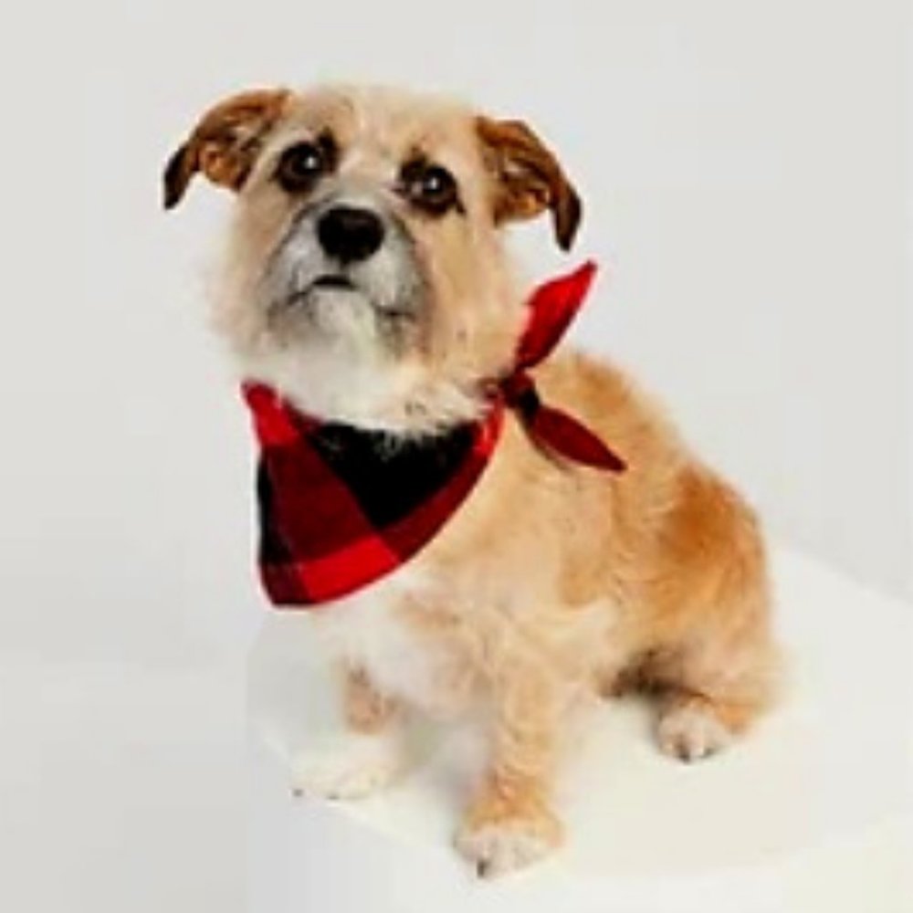 Triangle Bandana for Pets:  Size X-Small to Small